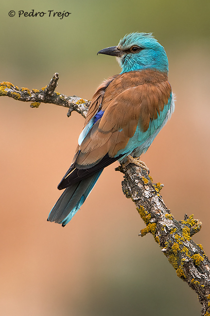 Carraca europea (Coracias garrulus)